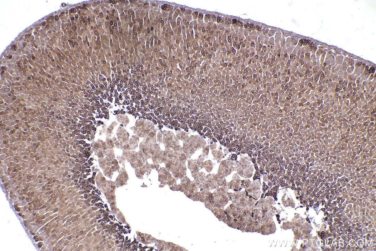 Immunohistochemical analysis of paraffin-embedded mouse adrenal gland tissue slide using KHC2488 (DHCR24 IHC Kit).