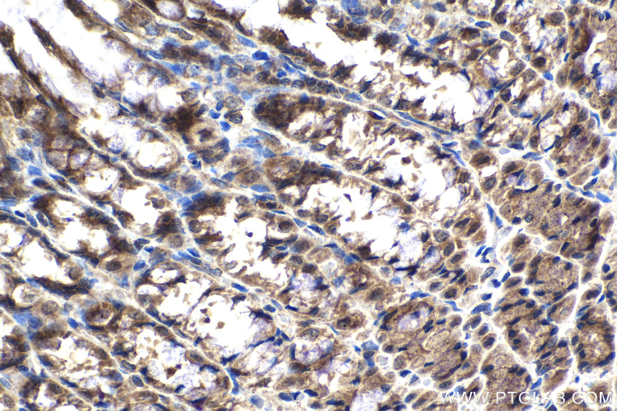 Immunohistochemical analysis of paraffin-embedded rat stomach tissue slide using KHC2100 (DIAPH1 IHC Kit).