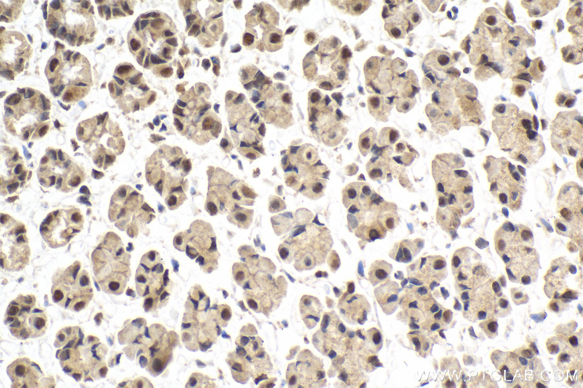 Immunohistochemical analysis of paraffin-embedded rat stomach tissue slide using KHC2015 (DIS3 IHC Kit).