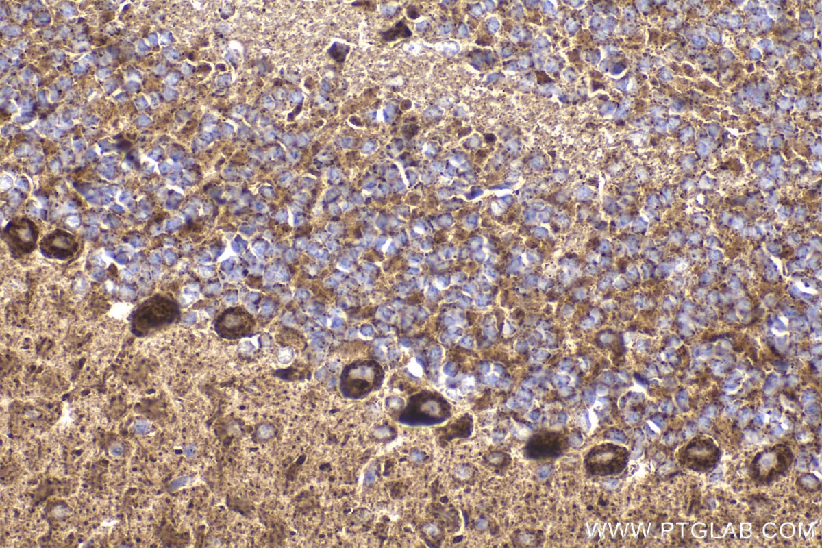 Immunohistochemical analysis of paraffin-embedded mouse cerebellum tissue slide using KHC2174 (DLAT IHC Kit).