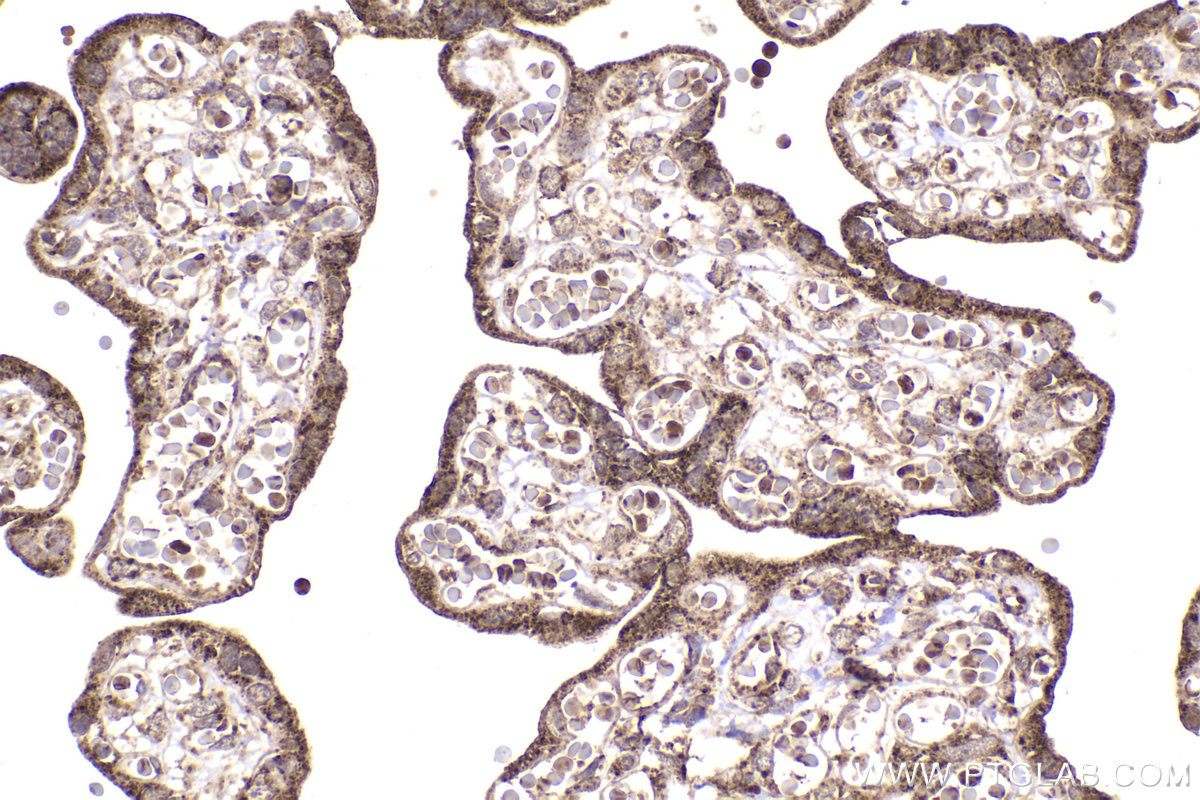 Immunohistochemical analysis of paraffin-embedded human placenta tissue slide using KHC2174 (DLAT IHC Kit).