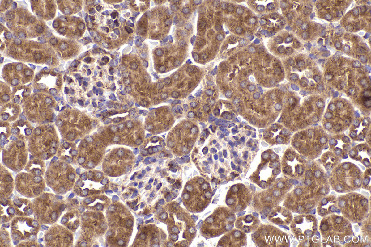 Immunohistochemical analysis of paraffin-embedded mouse kidney tissue slide using KHC2174 (DLAT IHC Kit).