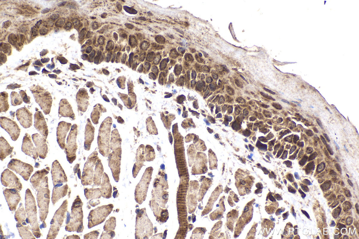 Immunohistochemical analysis of paraffin-embedded mouse tongue tissue slide using KHC2174 (DLAT IHC Kit).