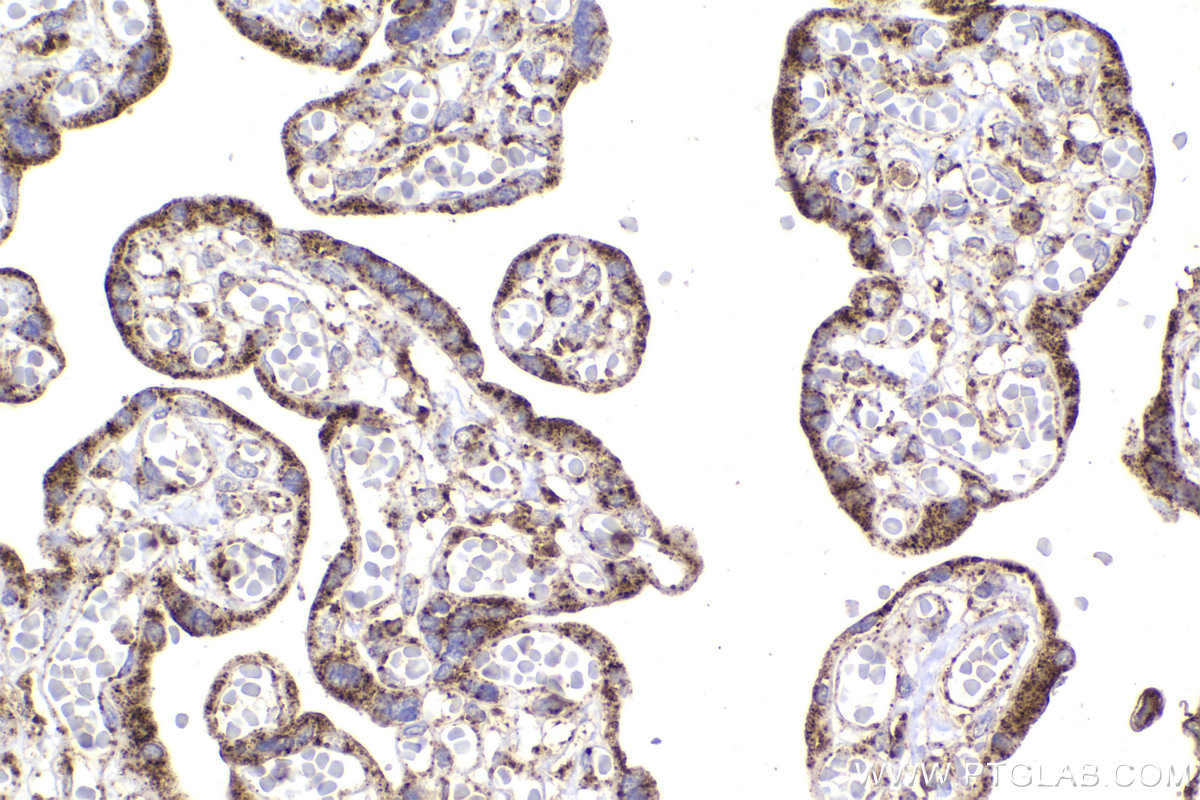 Immunohistochemical analysis of paraffin-embedded human placenta tissue slide using KHC2172 (DLD IHC Kit).