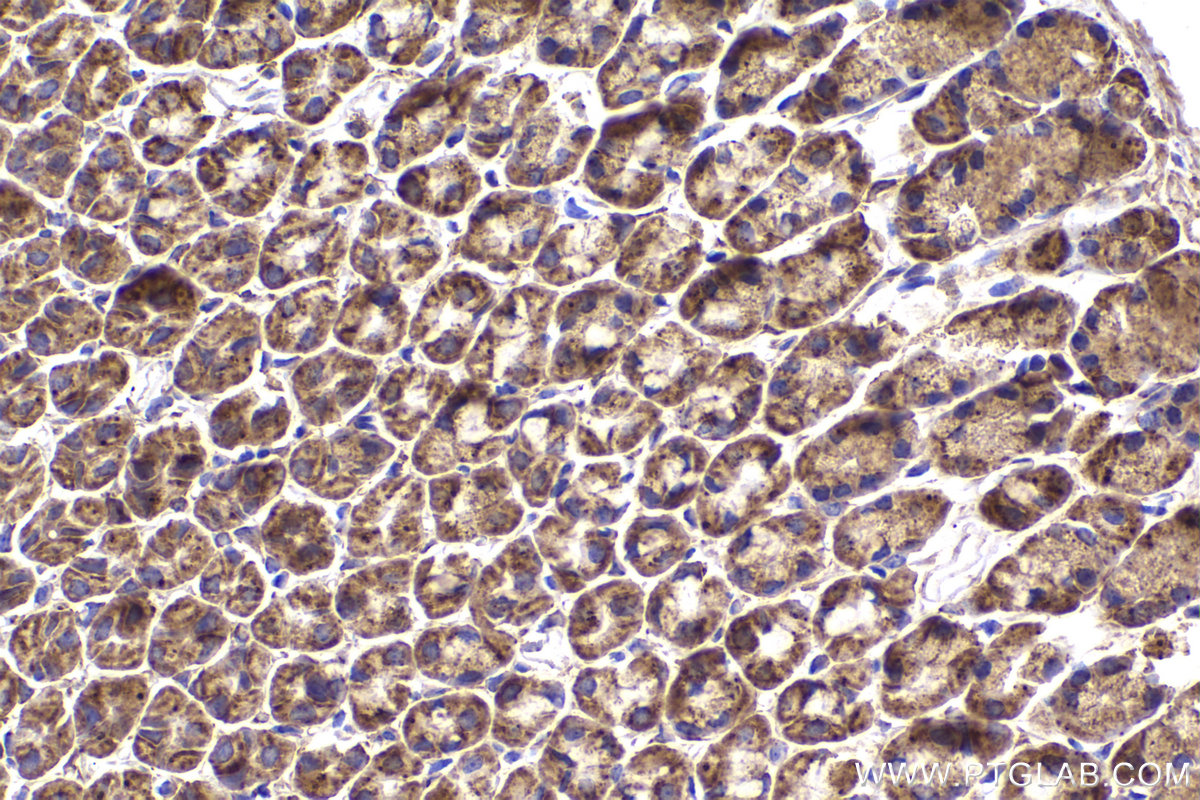 Immunohistochemical analysis of paraffin-embedded mouse stomach tissue slide using KHC2172 (DLD IHC Kit).