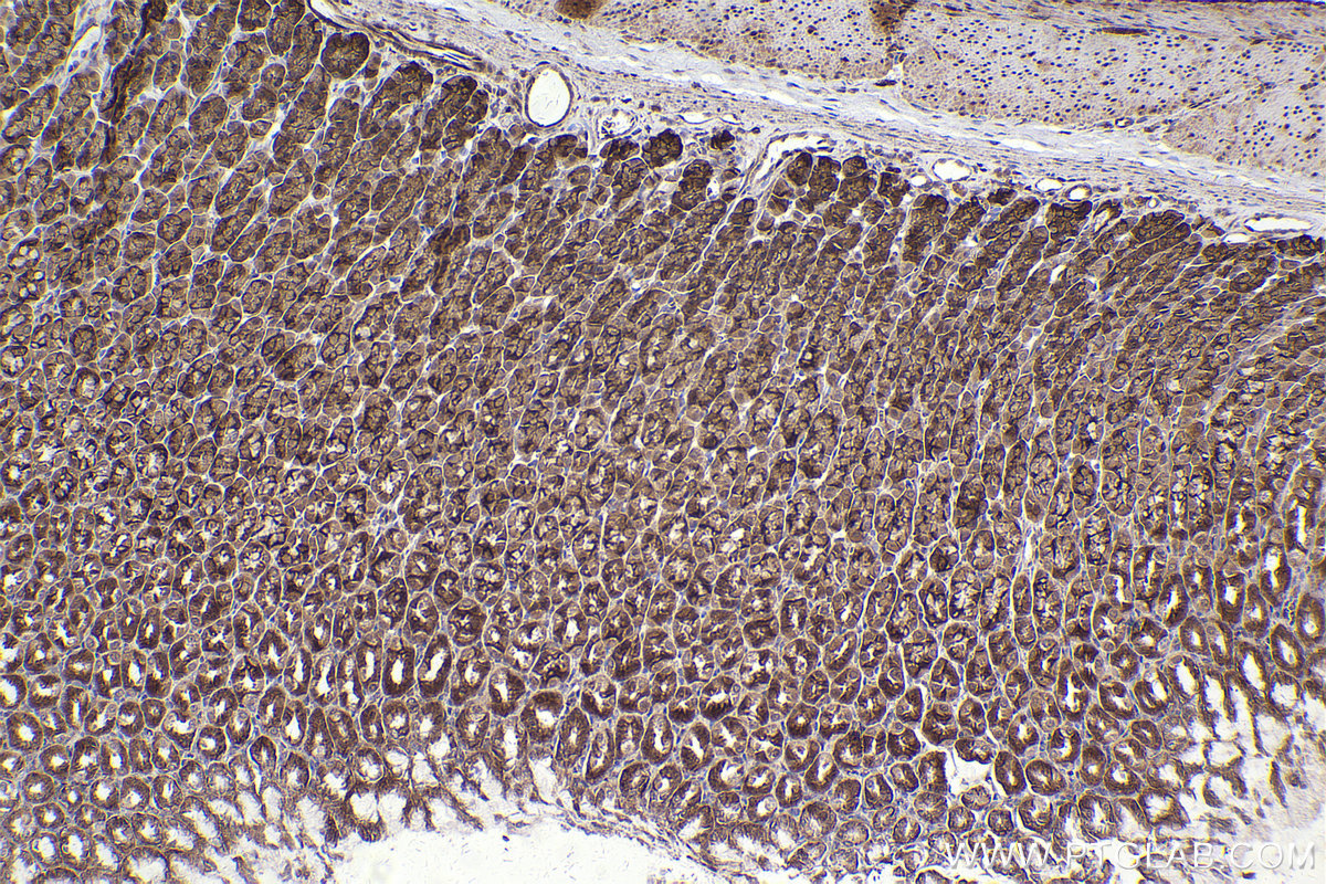 Immunohistochemical analysis of paraffin-embedded rat stomach tissue slide using KHC2412 (DLG1 IHC Kit).