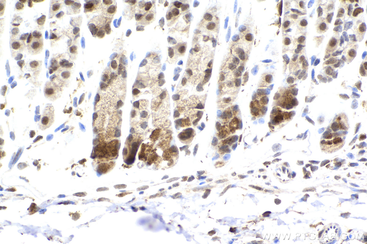 Immunohistochemical analysis of paraffin-embedded mouse stomach tissue slide using KHC2199 (LIG1 IHC Kit).