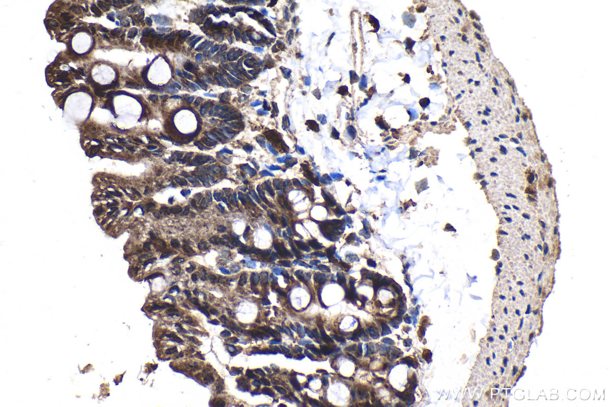 Immunohistochemical analysis of paraffin-embedded mouse intestine tissue slide using KHC2103 (DPM1 IHC Kit).