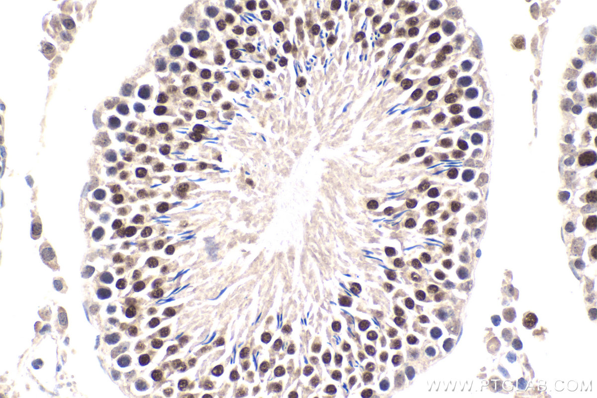 Immunohistochemical analysis of paraffin-embedded rat testis tissue slide using KHC1739 (DRAP1 IHC Kit).