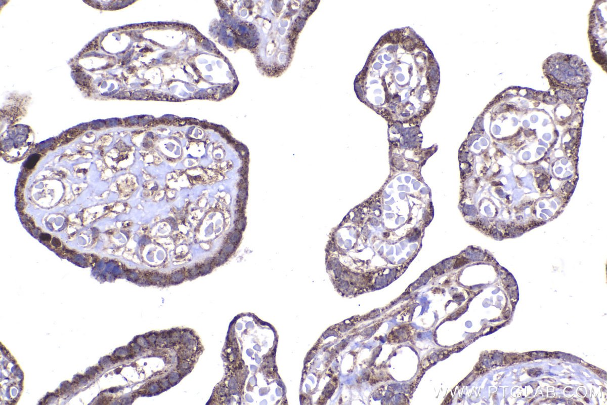 Immunohistochemical analysis of paraffin-embedded human placenta tissue slide using KHC2239 (DUT IHC Kit).