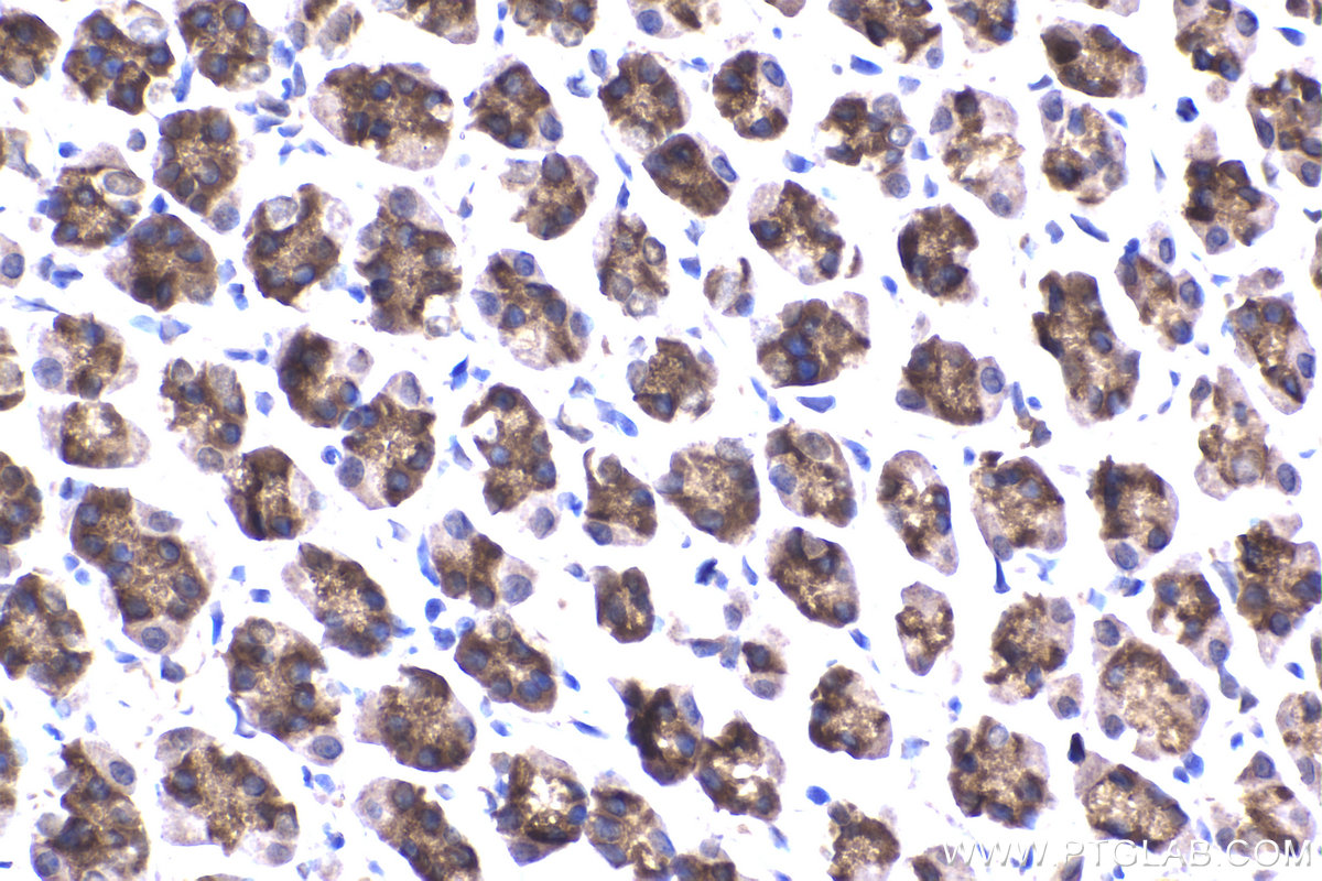 Immunohistochemical analysis of paraffin-embedded rat stomach tissue slide using KHC2239 (DUT IHC Kit).