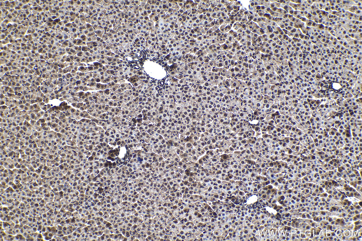 Immunohistochemical analysis of paraffin-embedded rat liver tissue slide using KHC1469 (EDF1 IHC Kit).