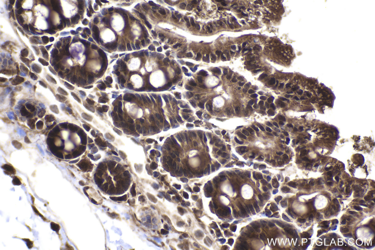 Immunohistochemical analysis of paraffin-embedded mouse intestine tissue slide using KHC2032 (EID1 IHC Kit).