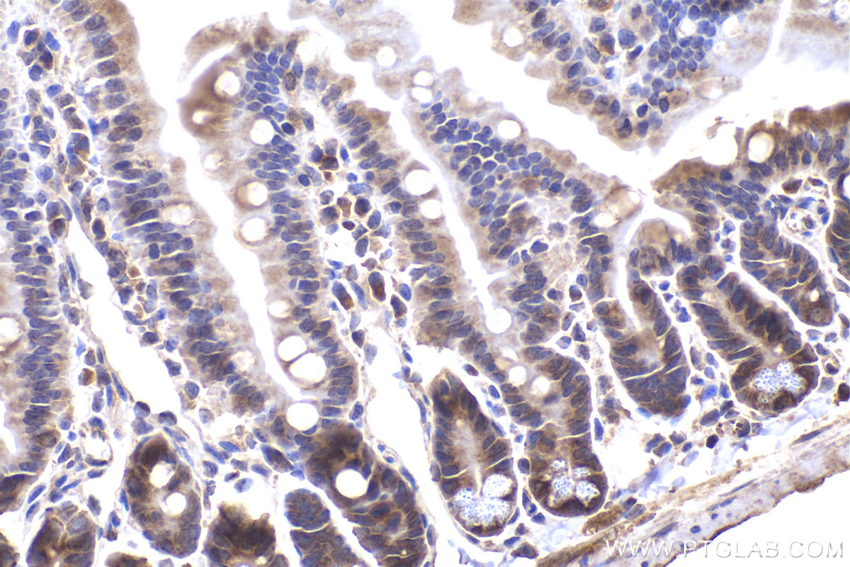 Immunohistochemical analysis of paraffin-embedded mouse small intestine tissue slide using KHC2327 (EIF5 IHC Kit).