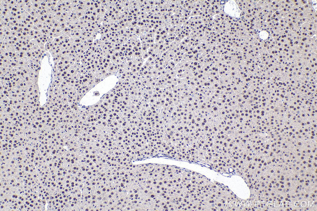 Immunohistochemical analysis of paraffin-embedded mouse liver tissue slide using KHC1728 (ELOA IHC Kit).