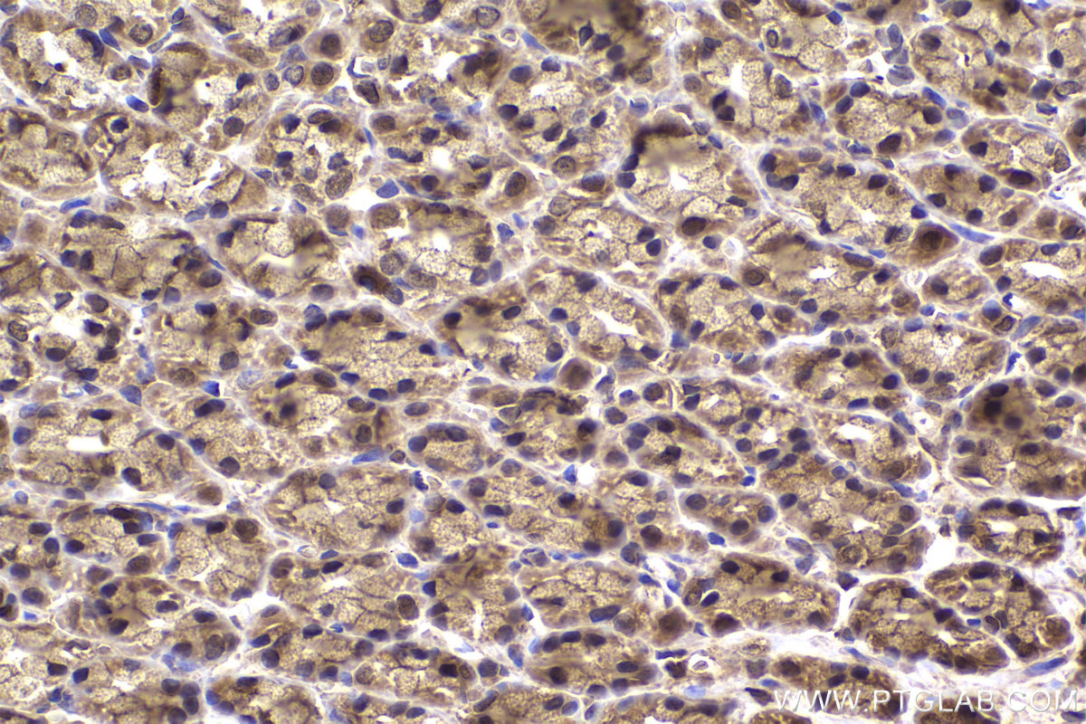 Immunohistochemical analysis of paraffin-embedded rat stomach tissue slide using KHC2177 (EPB41 IHC Kit).