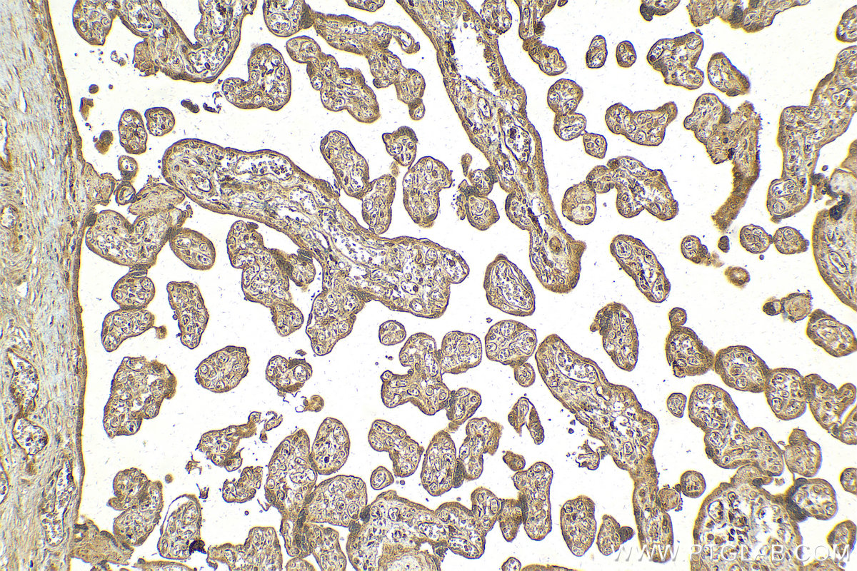 Immunohistochemical analysis of paraffin-embedded human placenta tissue slide using KHC2117 (ERAL1 IHC Kit).
