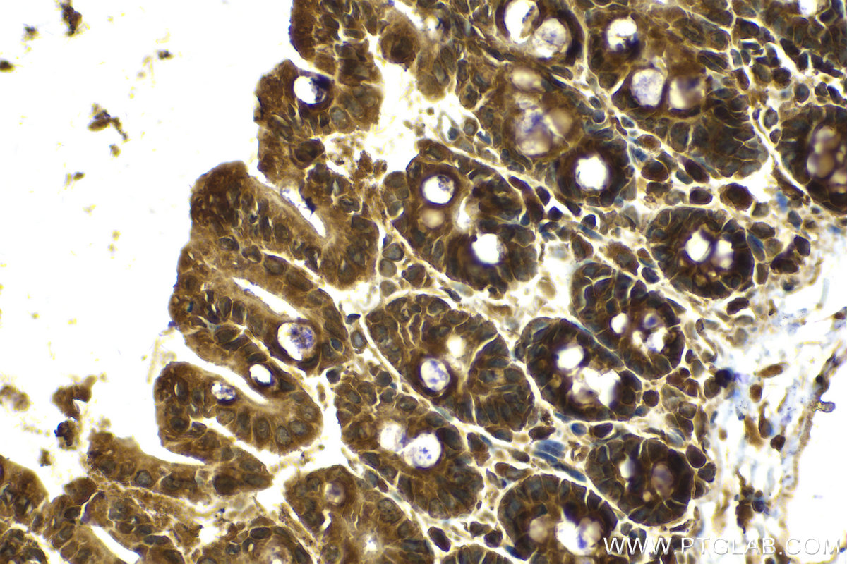 Immunohistochemical analysis of paraffin-embedded mouse small intestine tissue slide using KHC2117 (ERAL1 IHC Kit).