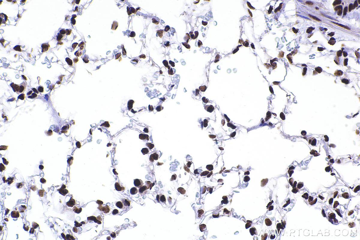 Immunohistochemical analysis of paraffin-embedded rat lung tissue slide using KHC2373 (ERH IHC Kit).