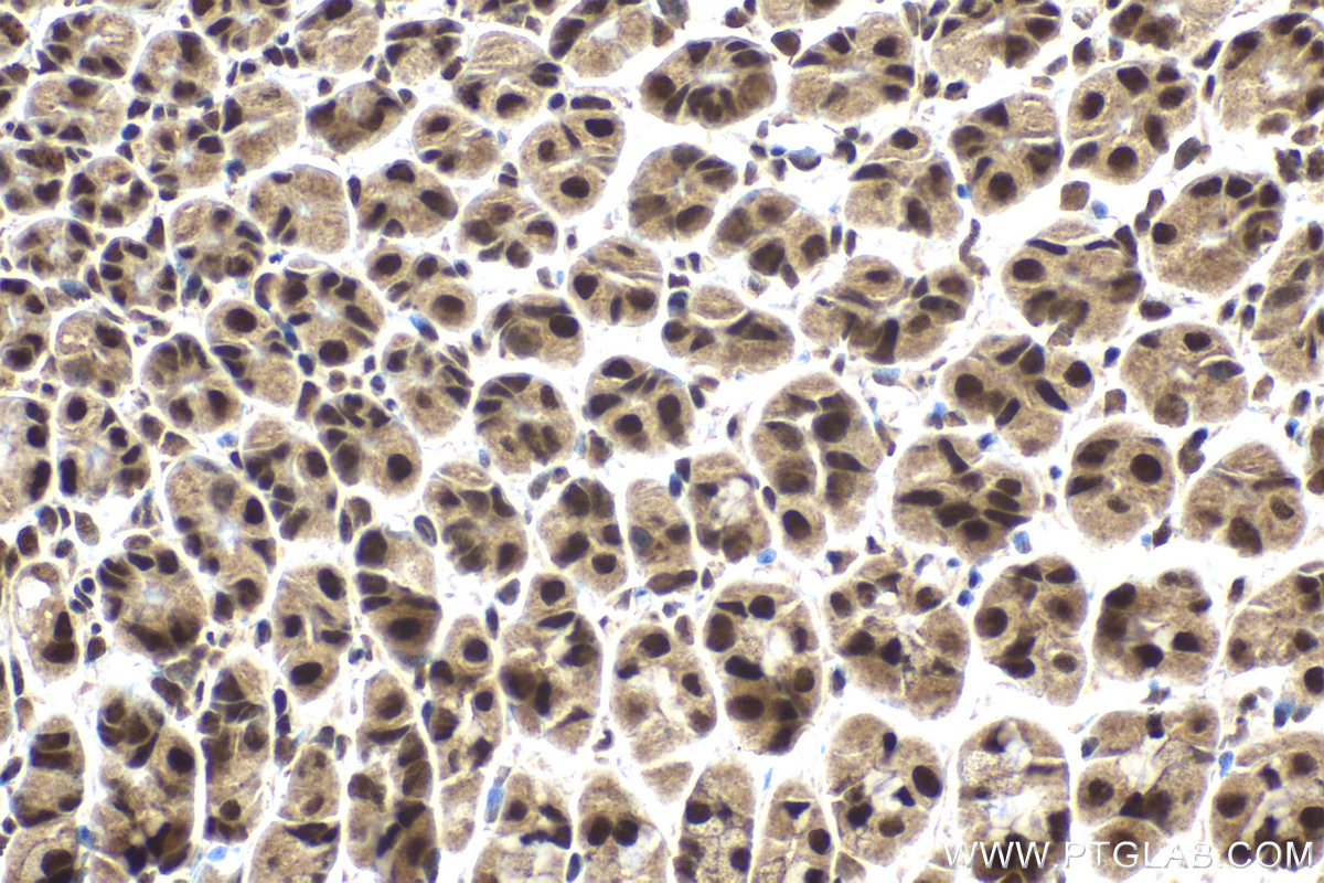 Immunohistochemical analysis of paraffin-embedded mouse stomach tissue slide using KHC2151 (FAM107A IHC Kit).