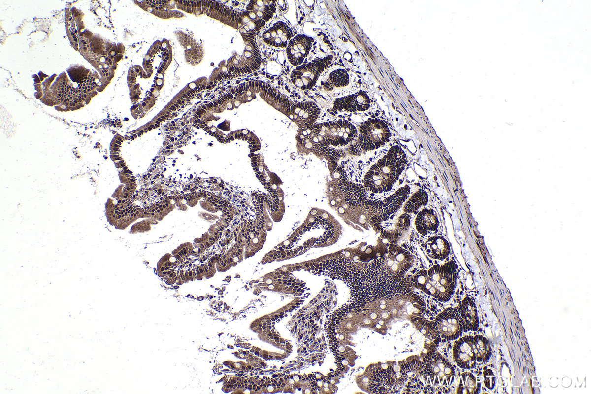 Immunohistochemical analysis of paraffin-embedded rat small intestine tissue slide using KHC2256 (FEN1 IHC Kit).