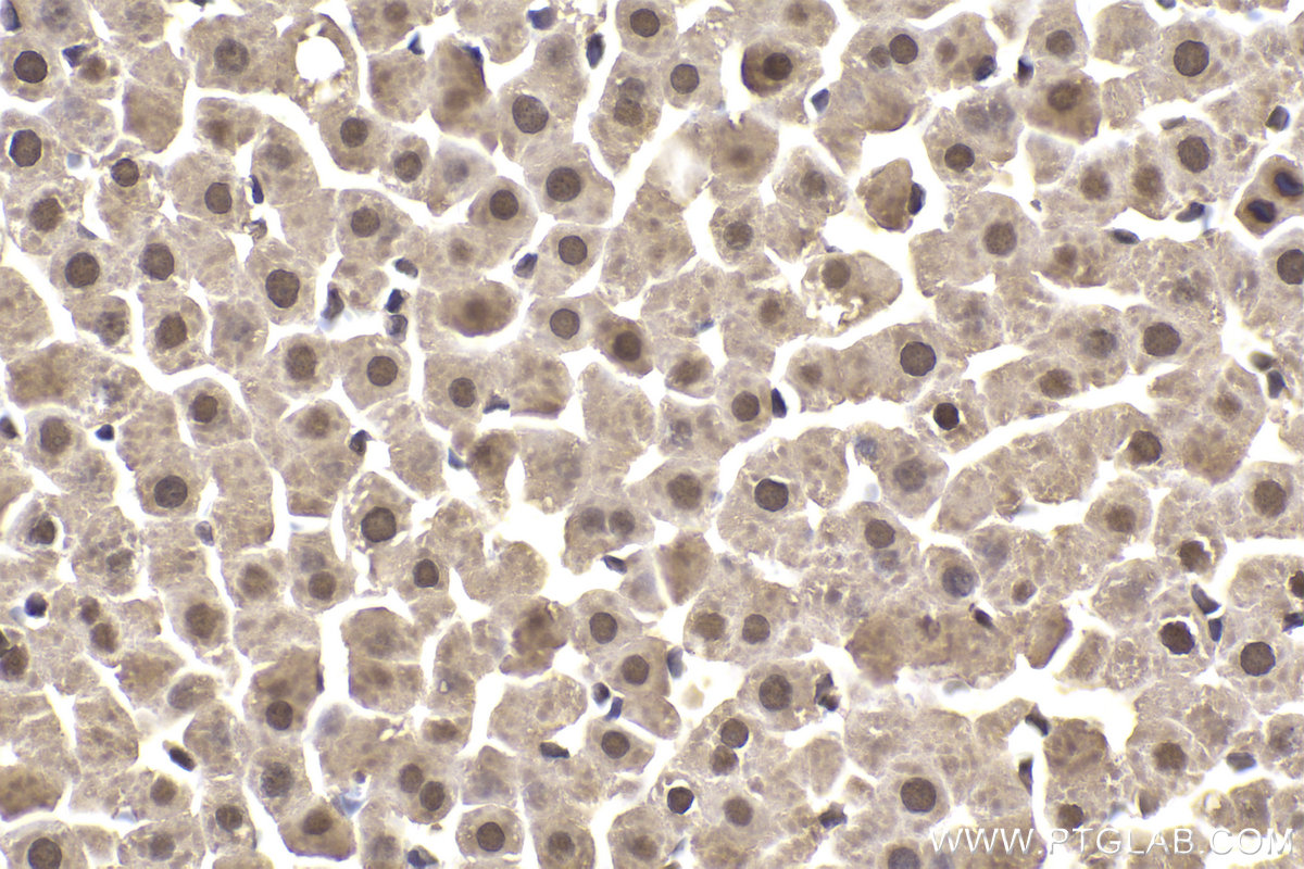 Immunohistochemical analysis of paraffin-embedded rat liver tissue slide using KHC2167 (FH IHC Kit).