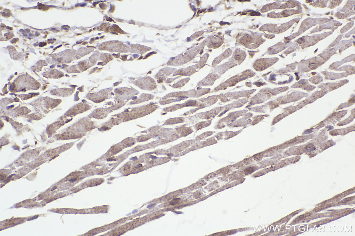 Immunohistochemical analysis of paraffin-embedded mouse heart tissue slide using KHC2300 (FXR2 IHC Kit).