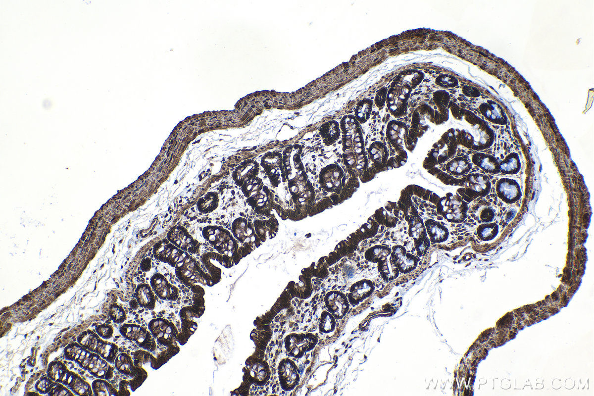 Immunohistochemical analysis of paraffin-embedded rat colon tissue slide using KHC1464 (GANP IHC Kit).