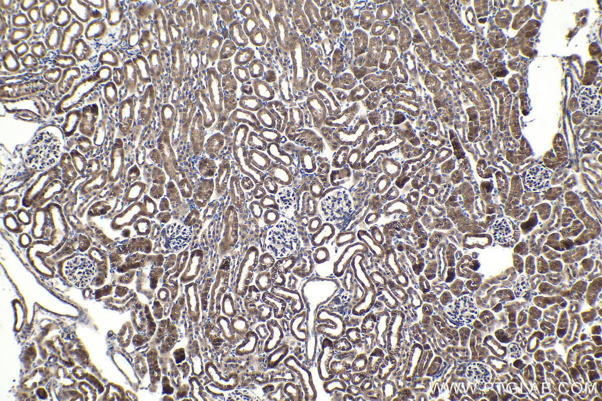 Immunohistochemical analysis of paraffin-embedded mouse kidney tissue slide using KHC1001 (GET4 IHC Kit).