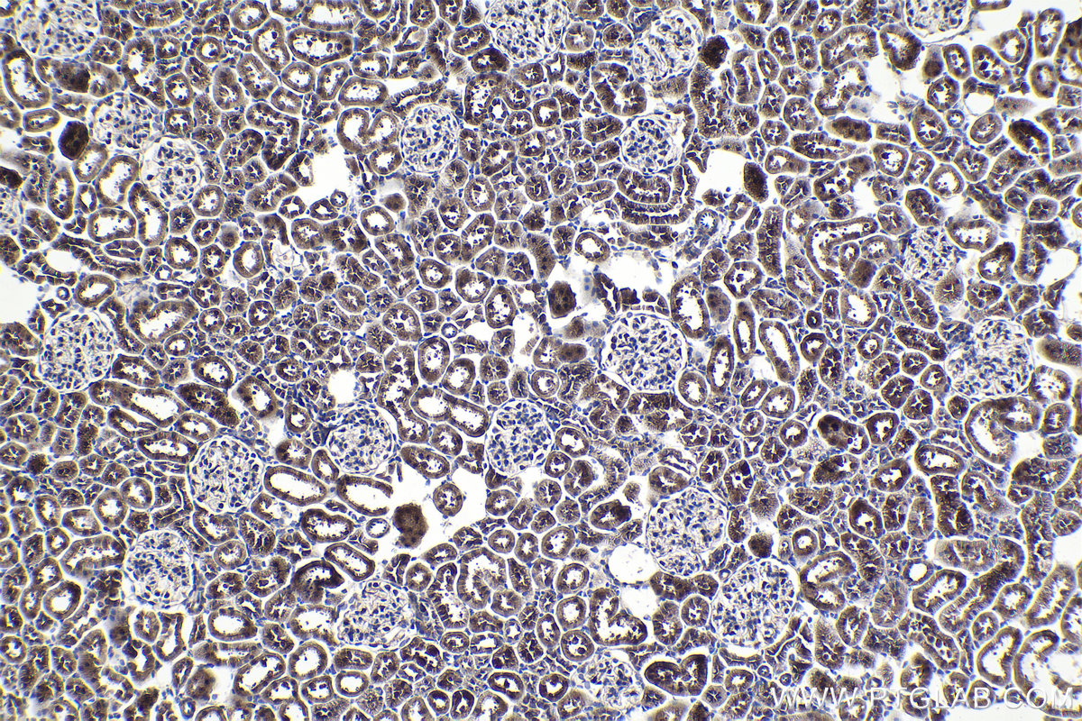 Immunohistochemical analysis of paraffin-embedded rat kidney tissue slide using KHC1001 (GET4 IHC Kit).