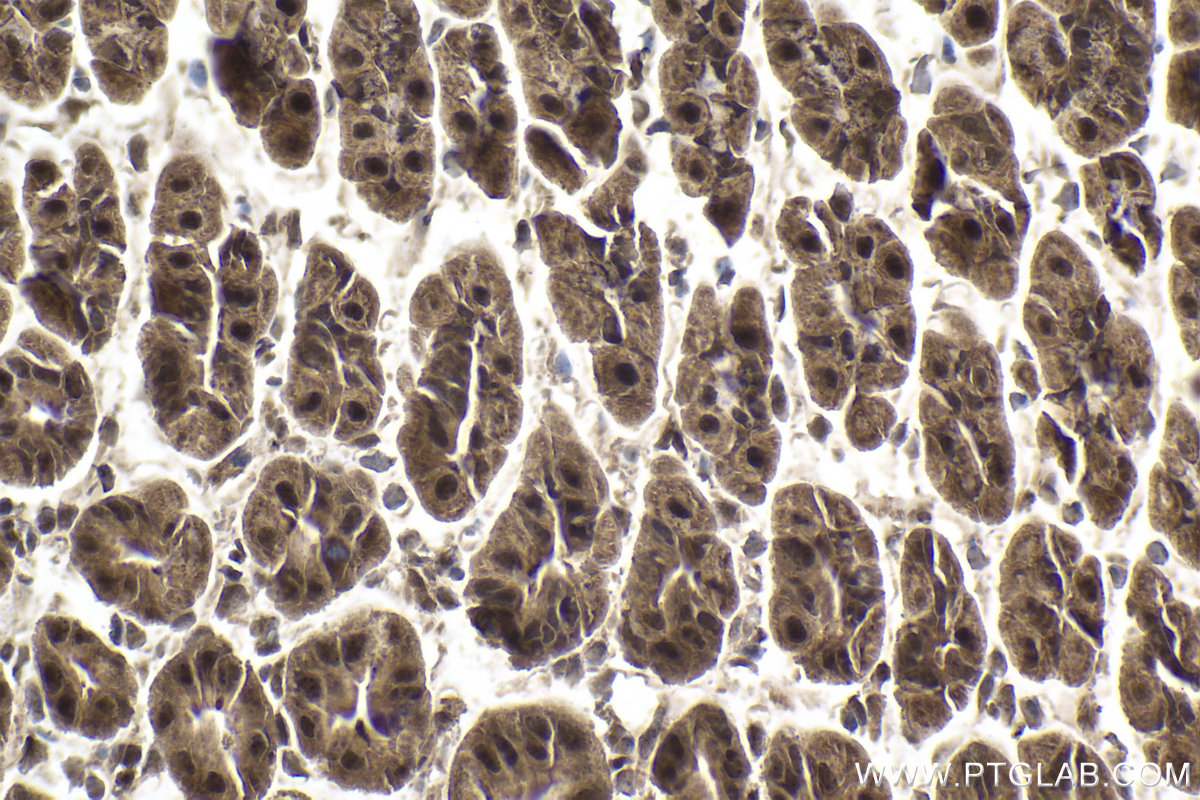 Immunohistochemical analysis of paraffin-embedded mouse stomach tissue slide using KHC1969 (GID8 IHC Kit).