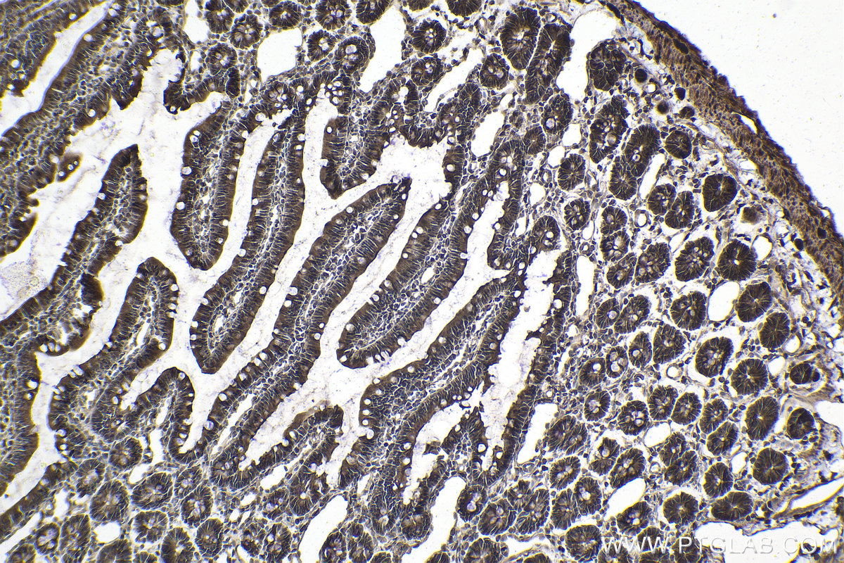Immunohistochemical analysis of paraffin-embedded rat small intestine tissue slide using KHC1969 (GID8 IHC Kit).