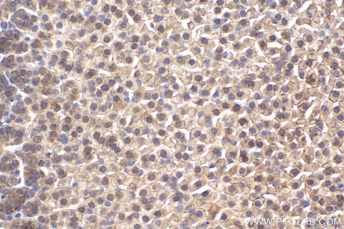 Immunohistochemical analysis of paraffin-embedded mouse adrenal gland tissue slide using KHC2220 (GJA1/Connexin 43 IHC Kit).