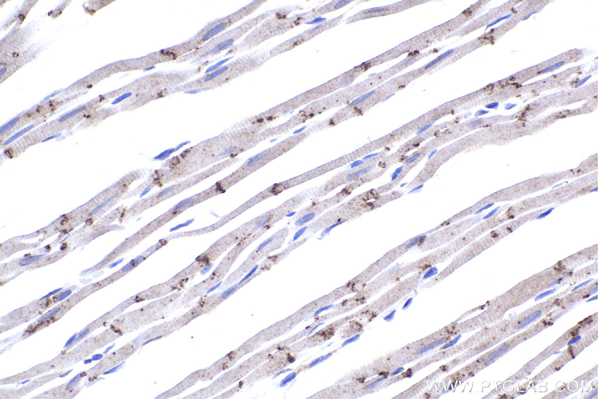 Immunohistochemical analysis of paraffin-embedded rat heart tissue slide using KHC2220 (GJA1/Connexin 43 IHC Kit).