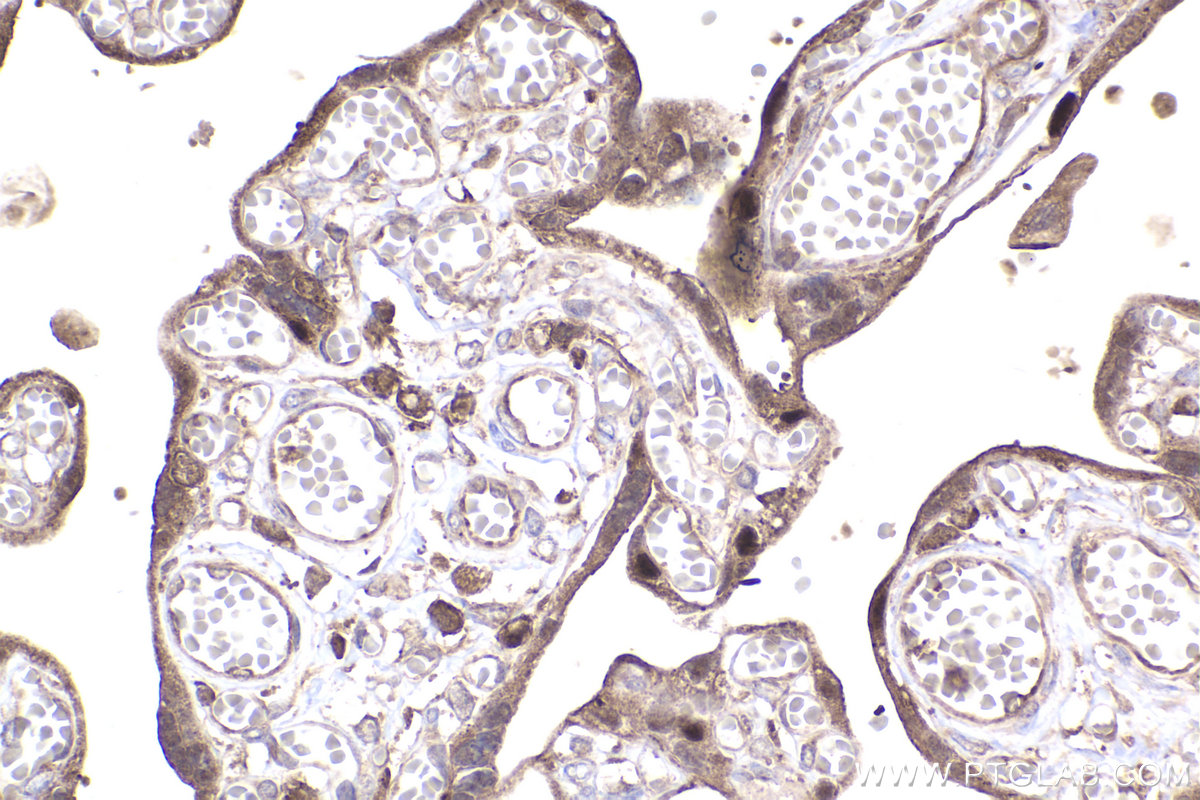 Immunohistochemical analysis of paraffin-embedded human placenta tissue slide using KHC2355 (GRB2 IHC Kit).