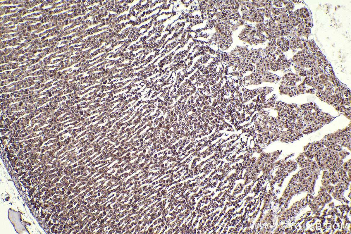 Immunohistochemical analysis of paraffin-embedded rat adrenal gland tissue slide using KHC2292 (GSK3A IHC Kit).