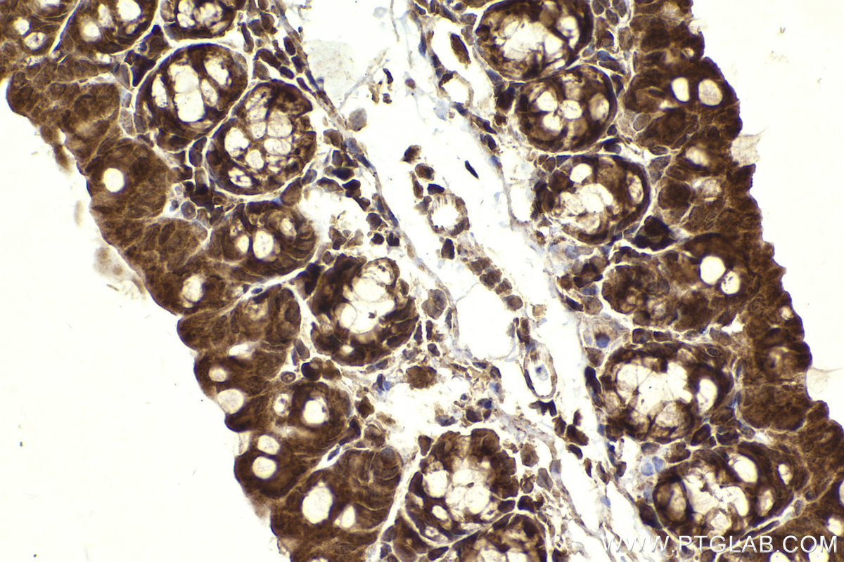 Immunohistochemical analysis of paraffin-embedded mouse small intestine tissue slide using KHC2292 (GSK3A IHC Kit).