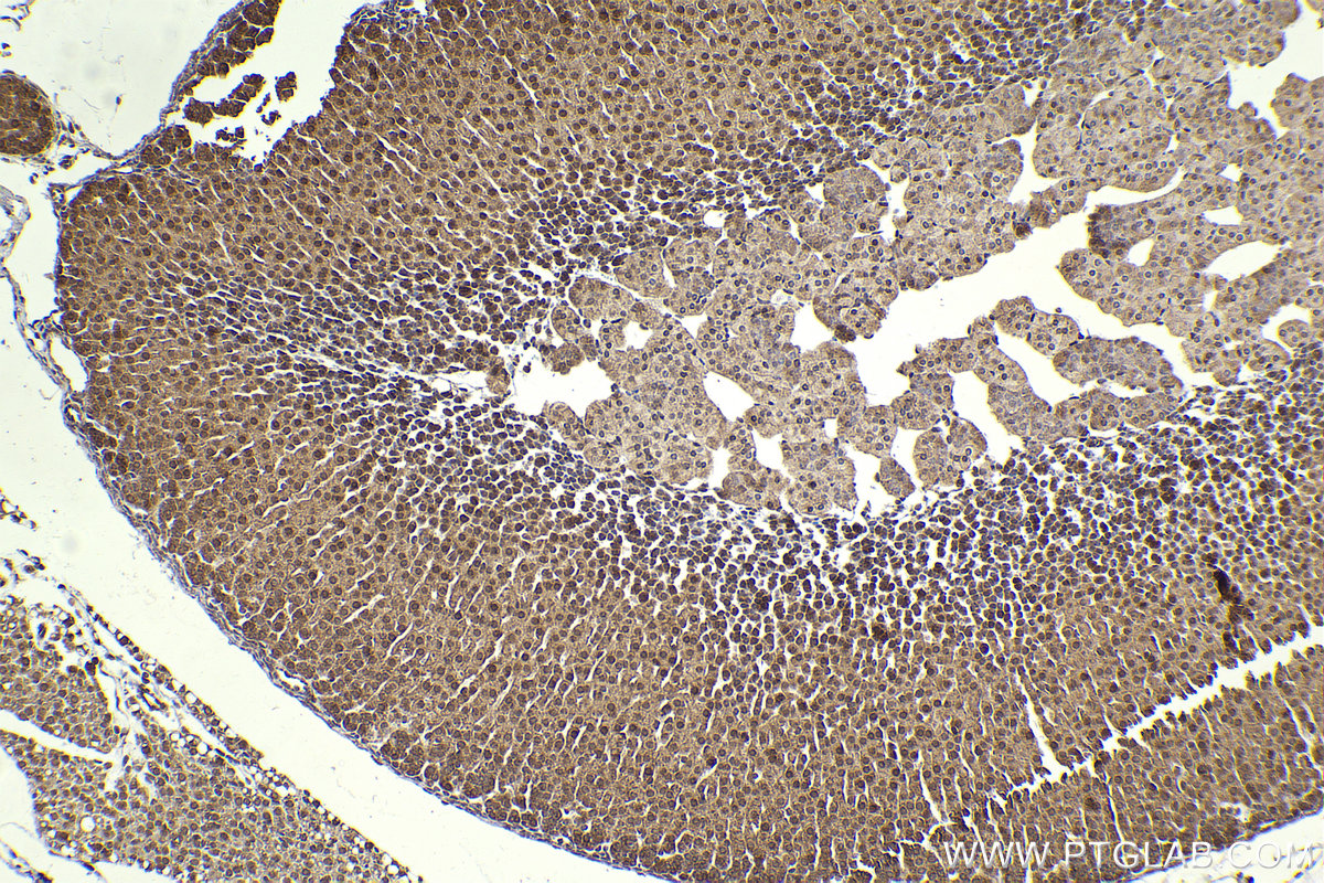 Immunohistochemical analysis of paraffin-embedded mouse adrenal gland tissue slide using KHC2292 (GSK3A IHC Kit).