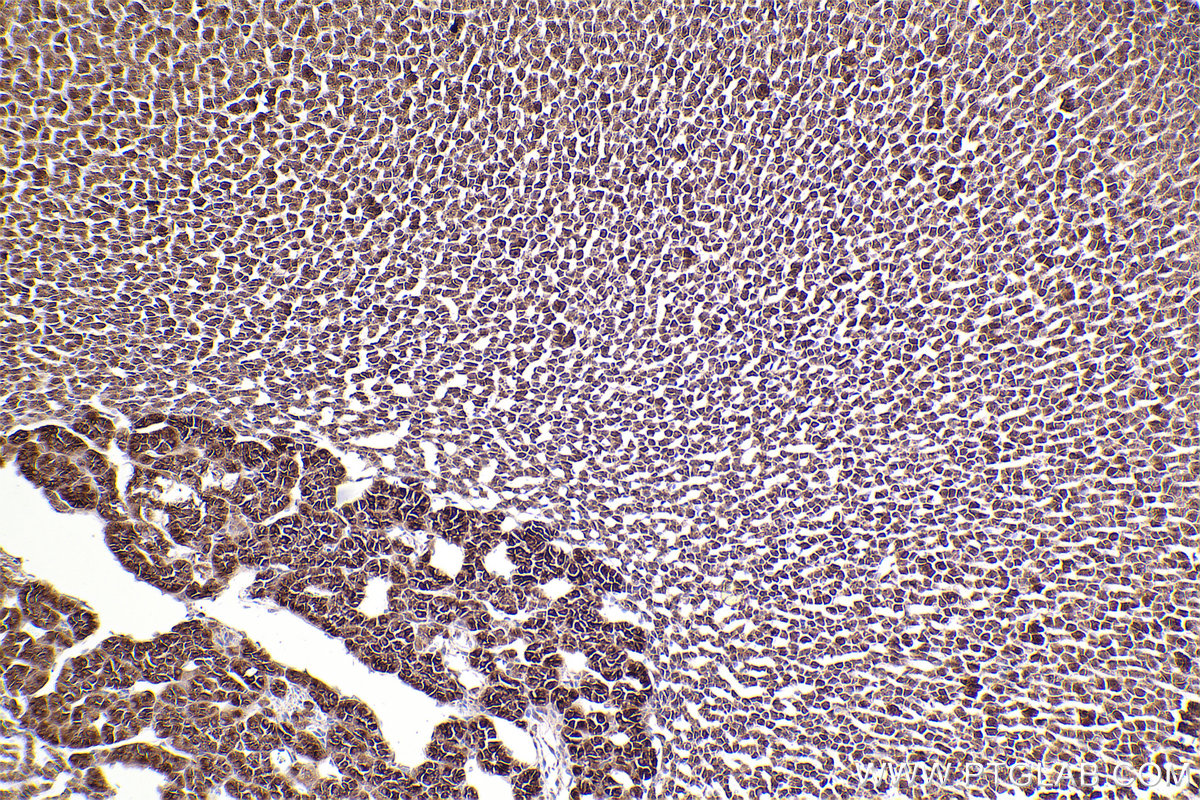 Immunohistochemical analysis of paraffin-embedded rat adrenal gland tissue slide using KHC2553 (HECTD3 IHC Kit).