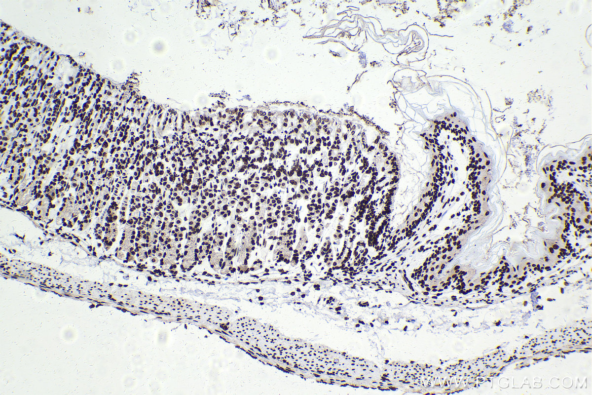 Immunohistochemical analysis of paraffin-embedded mouse stomach tissue slide using KHC2193 (HIST1H1B IHC Kit).