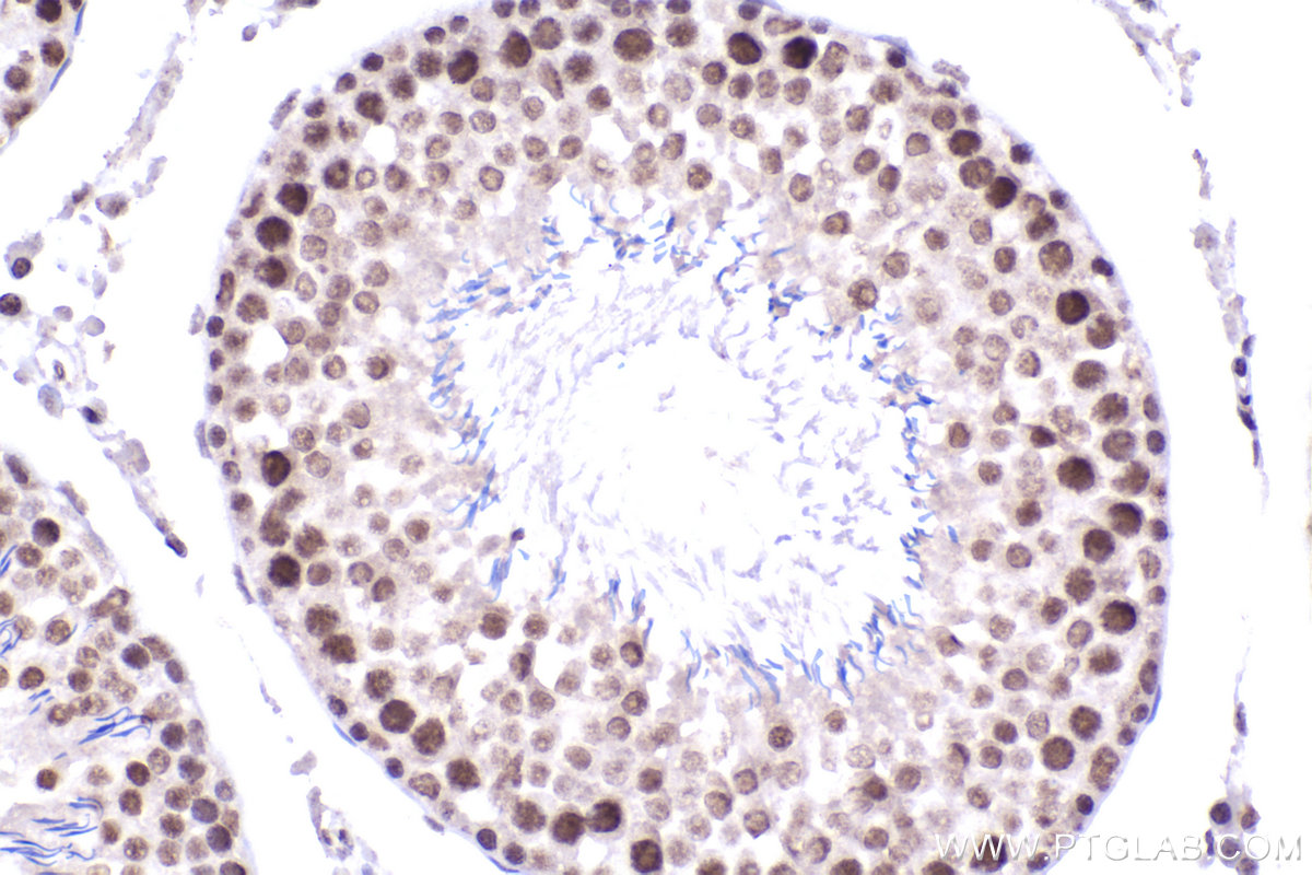 Immunohistochemical analysis of paraffin-embedded rat testis tissue slide using KHC2271 (HNRNPH3 IHC Kit).