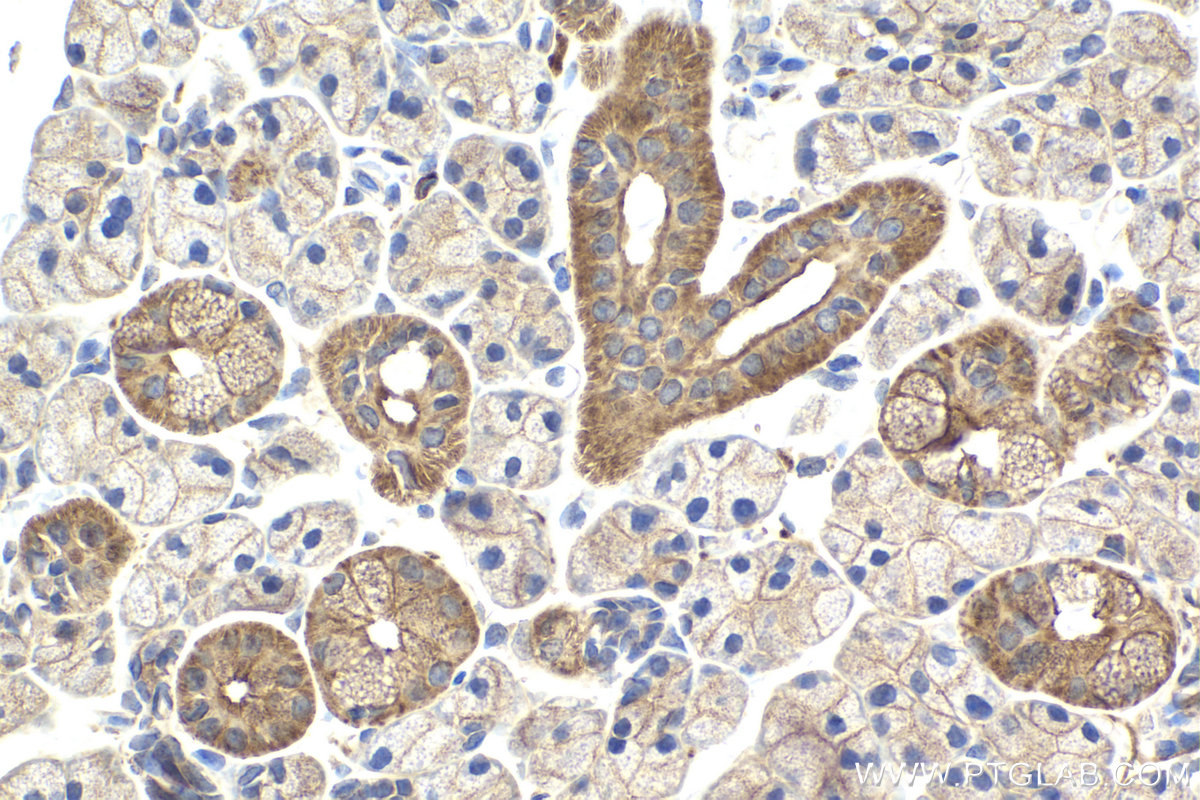 Immunohistochemical analysis of paraffin-embedded rat salivary gland tissue slide using KHC2155 (HRAS IHC Kit).