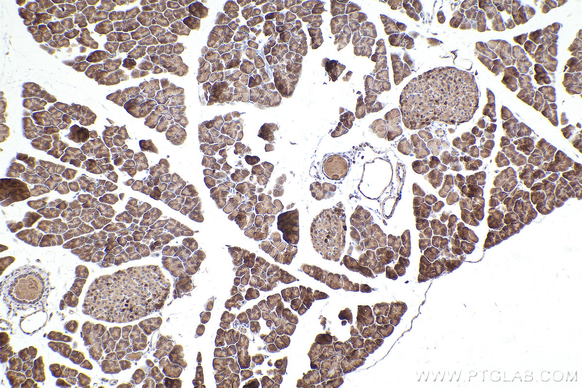 Immunohistochemical analysis of paraffin-embedded mouse pancreas tissue slide using KHC2534 (HSD17B12 IHC Kit).