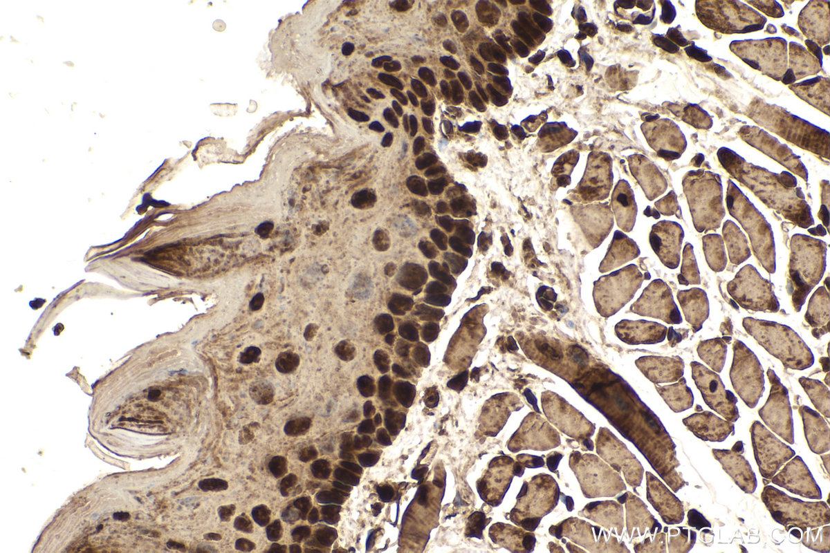 Immunohistochemical analysis of paraffin-embedded mouse tongue tissue slide using KHC2243 (HSPA1L IHC Kit).