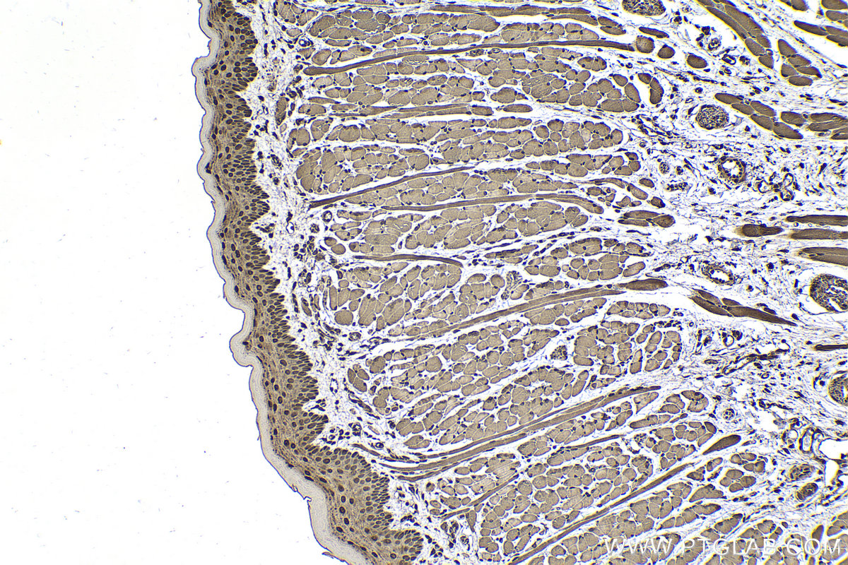 Immunohistochemical analysis of paraffin-embedded rat tongue tissue slide using KHC2243 (HSPA1L IHC Kit).