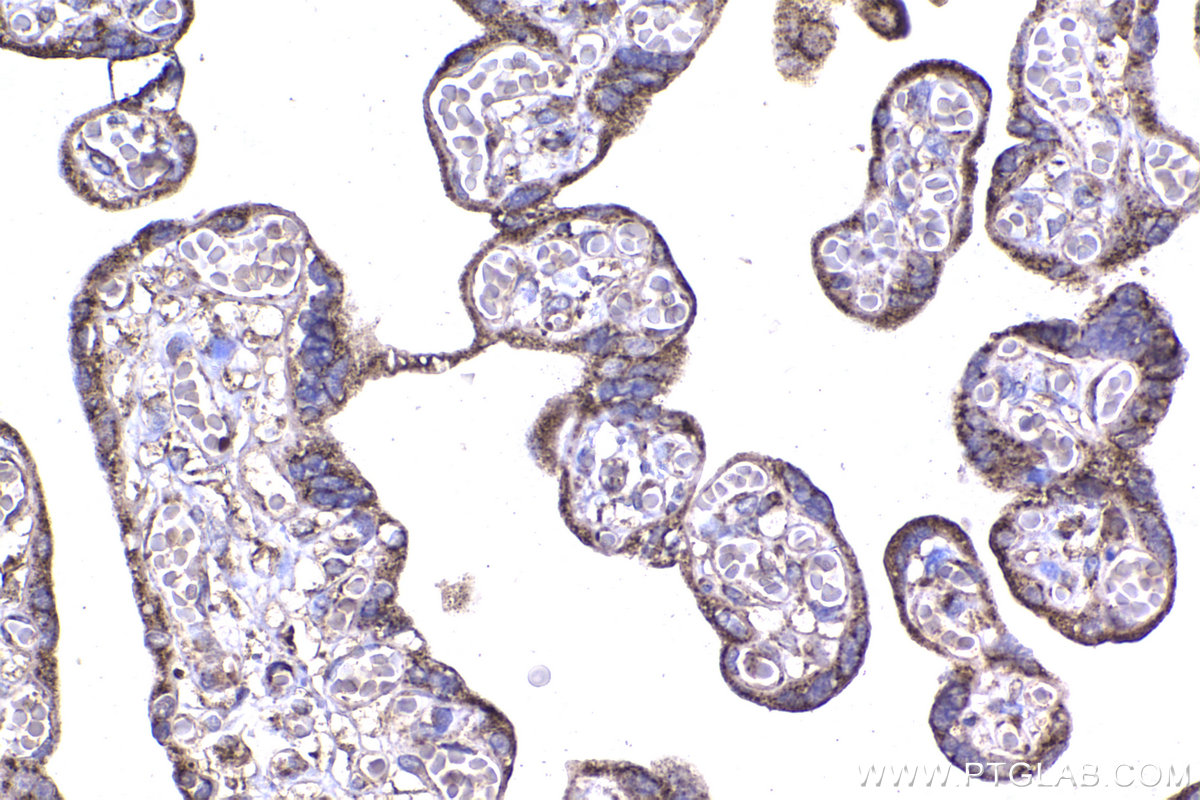 Immunohistochemical analysis of paraffin-embedded human placenta tissue slide using KHC2340 (HSPE1 IHC Kit).