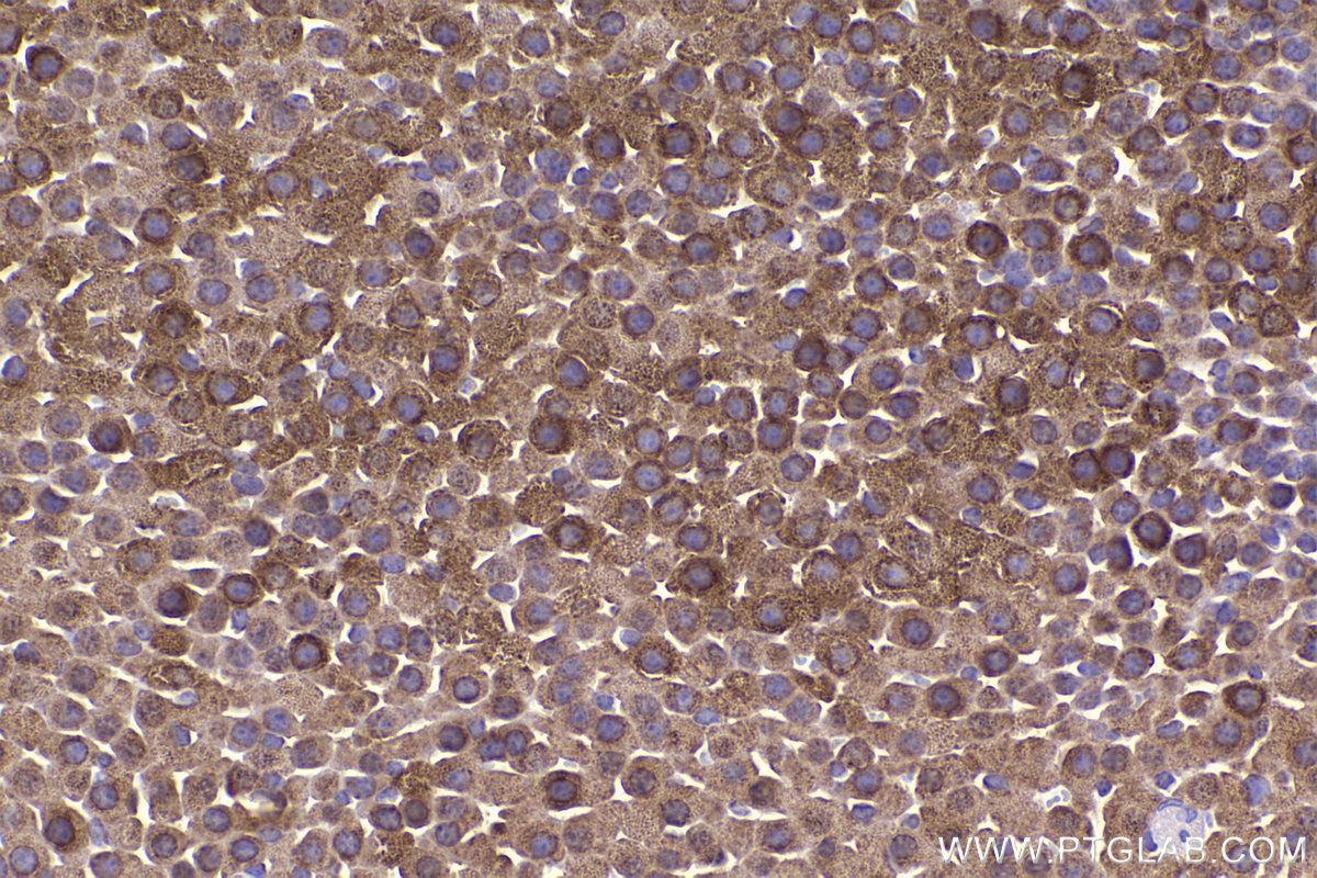 Immunohistochemical analysis of paraffin-embedded mouse adrenal gland tissue slide using KHC2340 (HSPE1 IHC Kit).