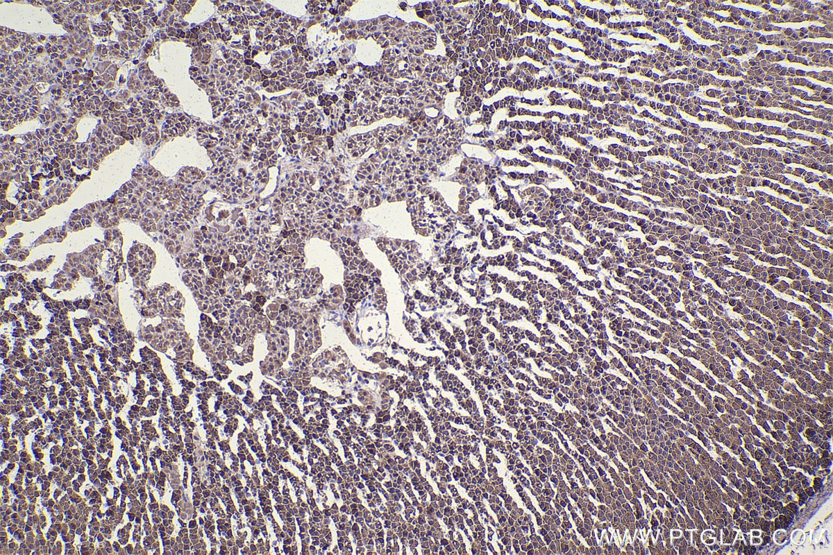 Immunohistochemical analysis of paraffin-embedded rat adrenal gland tissue slide using KHC2340 (HSPE1 IHC Kit).