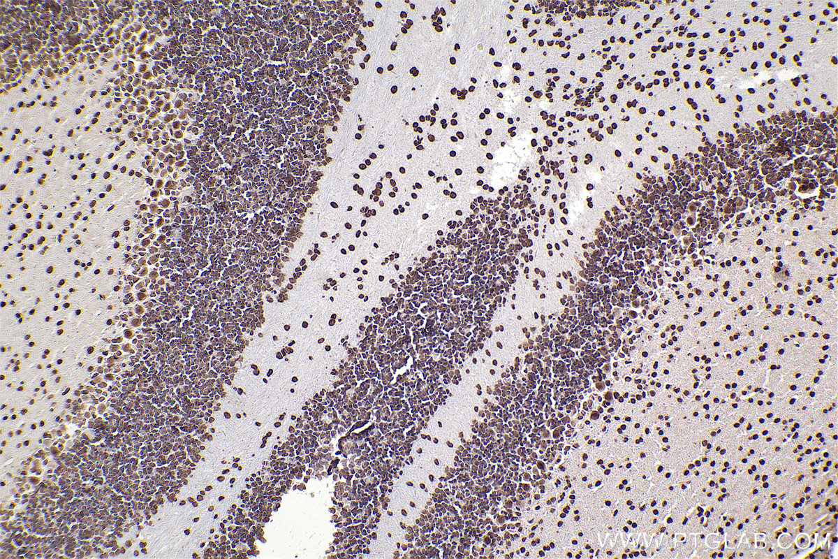 Immunohistochemical analysis of paraffin-embedded mouse cerebellum tissue slide using KHC2506 (Histone H3.4 IHC Kit).