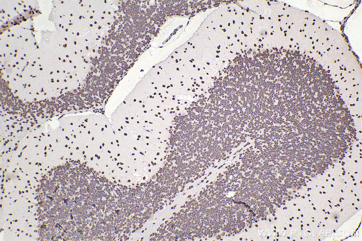 Immunohistochemical analysis of paraffin-embedded rat cerebellum tissue slide using KHC2506 (Histone H3.4 IHC Kit).